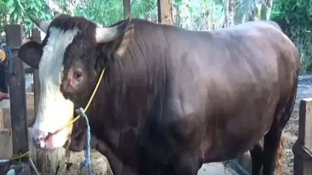 Sapi simental yang dibeli Jokowi di Sulawesi Barat (Fauzan/Liputan6.com)