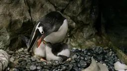 Seekor bayi penguin terlihat di Sea Life Aquarium Sydney di Sydney, Australia (22/11/20202). Pihak akuarium tersebut mengumumkan kelahiran bayi penguin Gentoo pada Minggu (22/11). (Xinhua)