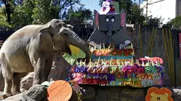 Gajah bernama Trompita menikmati kue ulang tahun yang terbuat dari buah dan sayur di Kebun Binatang Aurora, Guatemala City, Guatemala, Minggu (18/2). Buah dan sayur terdiri dari pisang, apel, jagung rebus, melon, semangka, dan wortel. (JOHAN ORDONEZ/AFP)