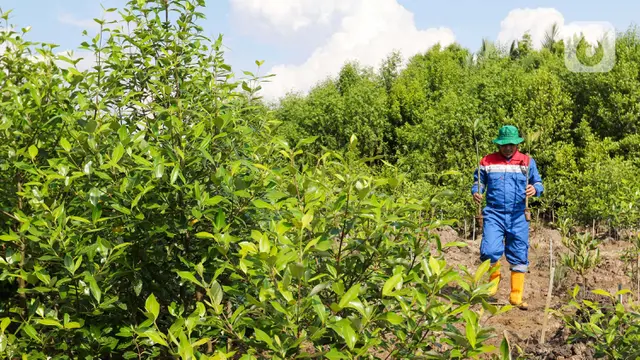 Dukung Program Indonesia Nett Zero Emission, PT Kilang Pertamina Internasional Project Sumatera Tanam dan Rawat Hutan Mangrove