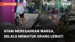 Aksi ini direkam oleh pemilik dalam media sosial pribadi miliknya. Diketahui, tempat 'kediaman; ayam tersebut berada di kawasan Cakung, Jakarta Timur