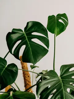 Tanaman Monstera. (dok. Unsplash/Annie Spratt)