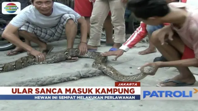 Geger Ular Sanca Sepanjang 5 Meter Masuk Rumah Warga Pademangan