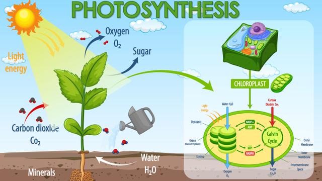 photosynthesis