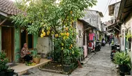 12 Pohon Buah untuk Halaman yang Jarang Kena Matahari di Gang Sempit