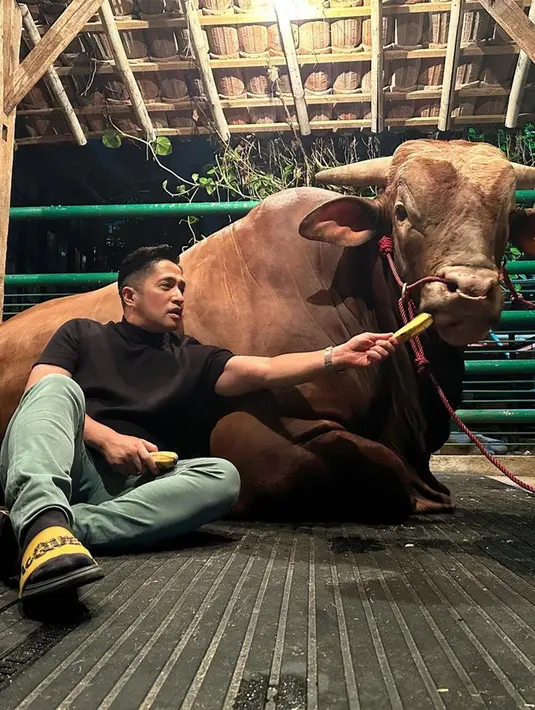 Irfan Hakim sangat perhatian dengan hewan kurbannya, Wariso. Bahkan ada momen Irfan Hakim mengunjungi Wariso di jam 2 dinihari. Momen Irfan bersama Wariso ini berhasil curi perhatian warganet. (Liputan6.com/IG/irfanhakim75)