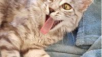 Ekspresi kucing yang lucu dan menggemaskan. Sumber: instagram/nella.the.cat
