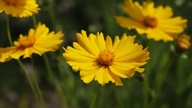 Bunga Coreopsis