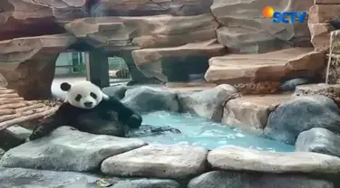 Aktivitas giant panda Hu Chun dan Cai Tao di Taman Safari Indonesia Cisarua, rajin diunggah oleh pengelola Taman Safari.