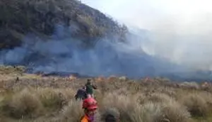 Berawal di Jalur Tradisional, Kebakaran Bromo Diduga Bukan Faktor Alam