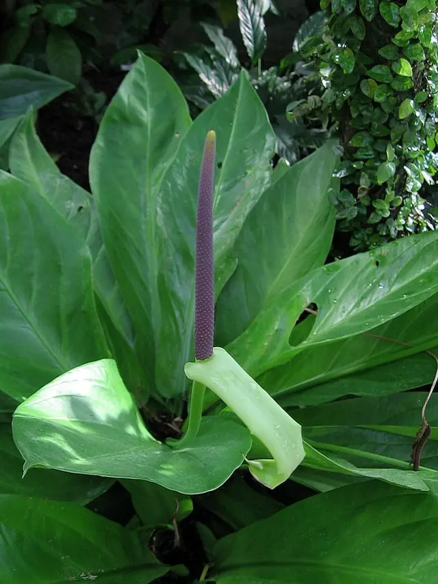 Anthurium
