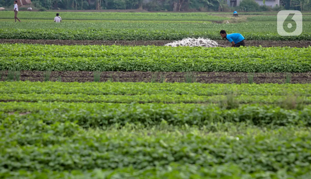 Petani menyirami lahan yang ditanami sayuran di Jalan Irigasi, Neglasari, Kota Tangerang, Senin (11/7/2022). Para petani sayuran di tempat tersebut menanam sayuran bayam dan caisim yang nantinya akan dijual di Pasar tradisional di Kota Tangerang. (Liputan6 com/Angga Yuniar)