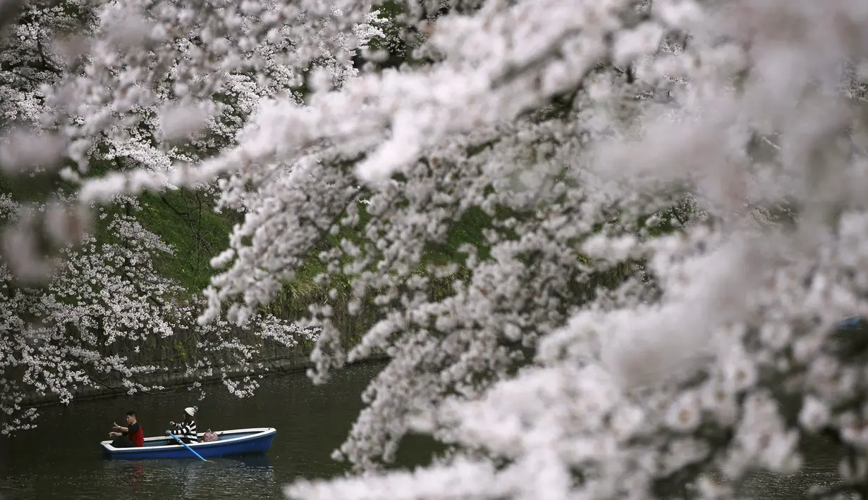 Pria dan wanita naik perahu menikmati keindahan bunga sakura di Chidorigafuchi selama musim semi di Tokyo, Jepang, (4/4). Wisatawan dunia memusatkan perhatian ke Jepang saat musim semi bulan April setiap tahunnya. (REUTERS/Issei Kato)