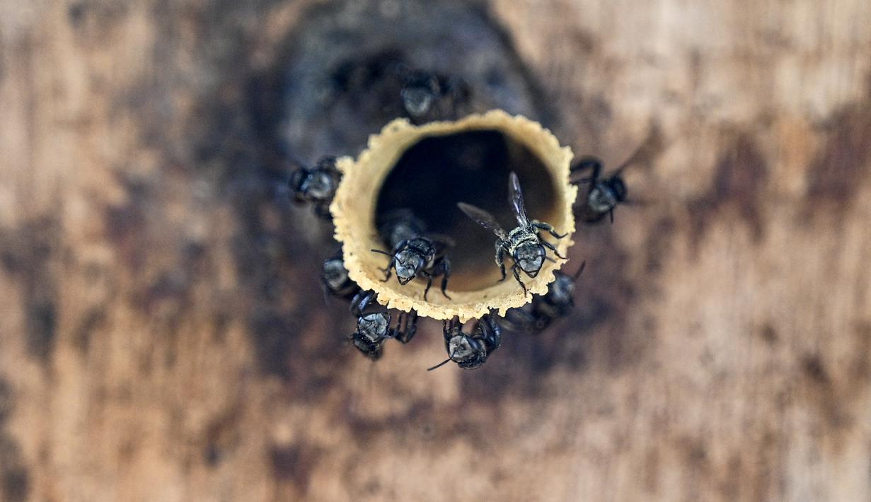 Lebah tak bersengat terlihat dari sarangnya di sebuah peternakan lebah di Pekan Bada, Provinsi Aceh (20/2/2022). Lokasi ini jadikan eduwisata, sambil berwisata peserta belajar membudidaya lebah.  (AFP/Chaideer Mahyuddin)