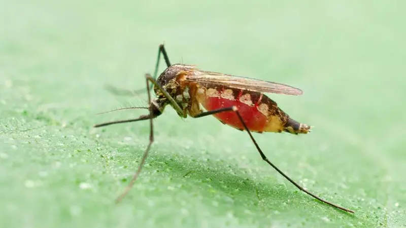 Malaria