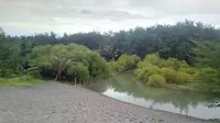Kisah Tragis Penyu Laut Mati di Pantai Laguna Tempatnya Bertelur