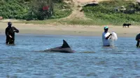 Nelayan lokal di Laguna, Brazil, memiliki hubungan simbiosis unik dengan lumba-lumba