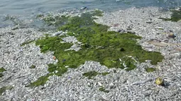 Ribuan ikan mati di sepanjang reklamasi pantai Ancol, Jakarta (30/11/2015). Ribuan ikan yang mati dan terdampar di pantai ini diduga akibat tercemar limbah industri. (Liputan6.com/Gempur M Surya)