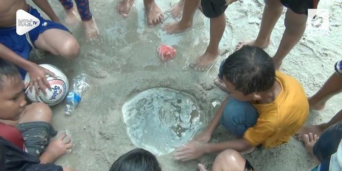 VIDEO: Geger Ubur-Ubur Bermunculan di Pantai Ancol