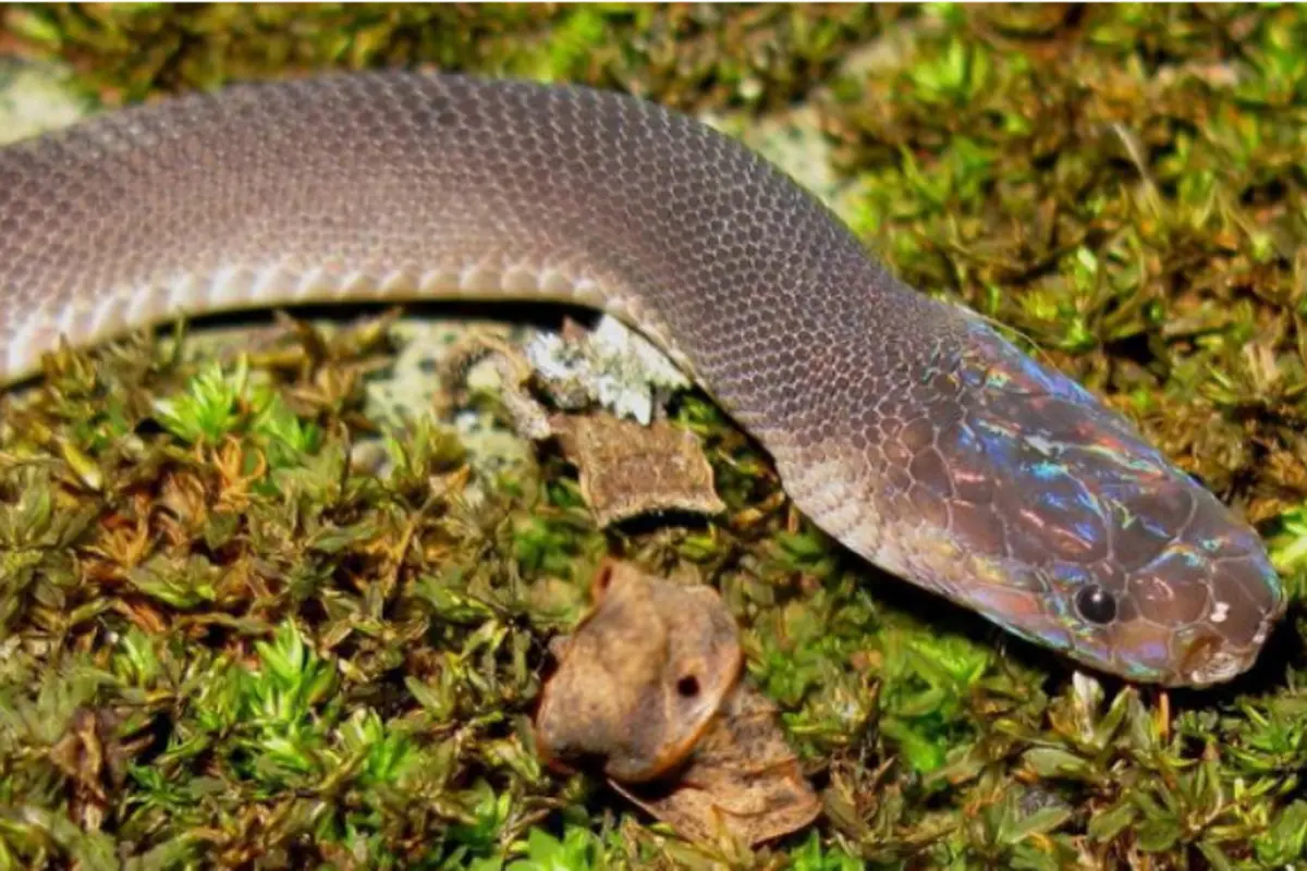Ditemukan, Spesies Baru Ular Berkepala Pelangi