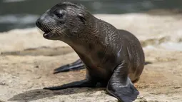 "Anak singa laut ini lahir pada tanggal 7 Juni, ia dalam kondisi sangat sehat, masih belum bisa dipastikan apakah ia laki-laki atau perempuan", kata mereka dari Bioparco. (AP Photo/Andrew Medichini)