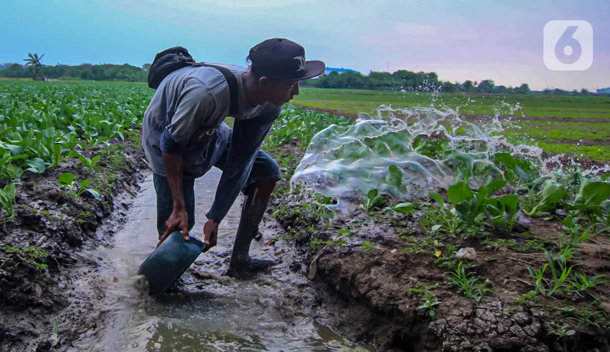 Petani menyemprotkan cairan pestisida di lahan pertanian bayam, kawasan Kota Tangerang, Jumat (27/11/2020). Badan Pusat Statistik mencatat upah nominal harian buruh tani nasional pada Oktober 2020 naik sebesar 0,09 persen dibanding upah buruh tani September 2020. (Liputan6.com/Angga Yuniar)