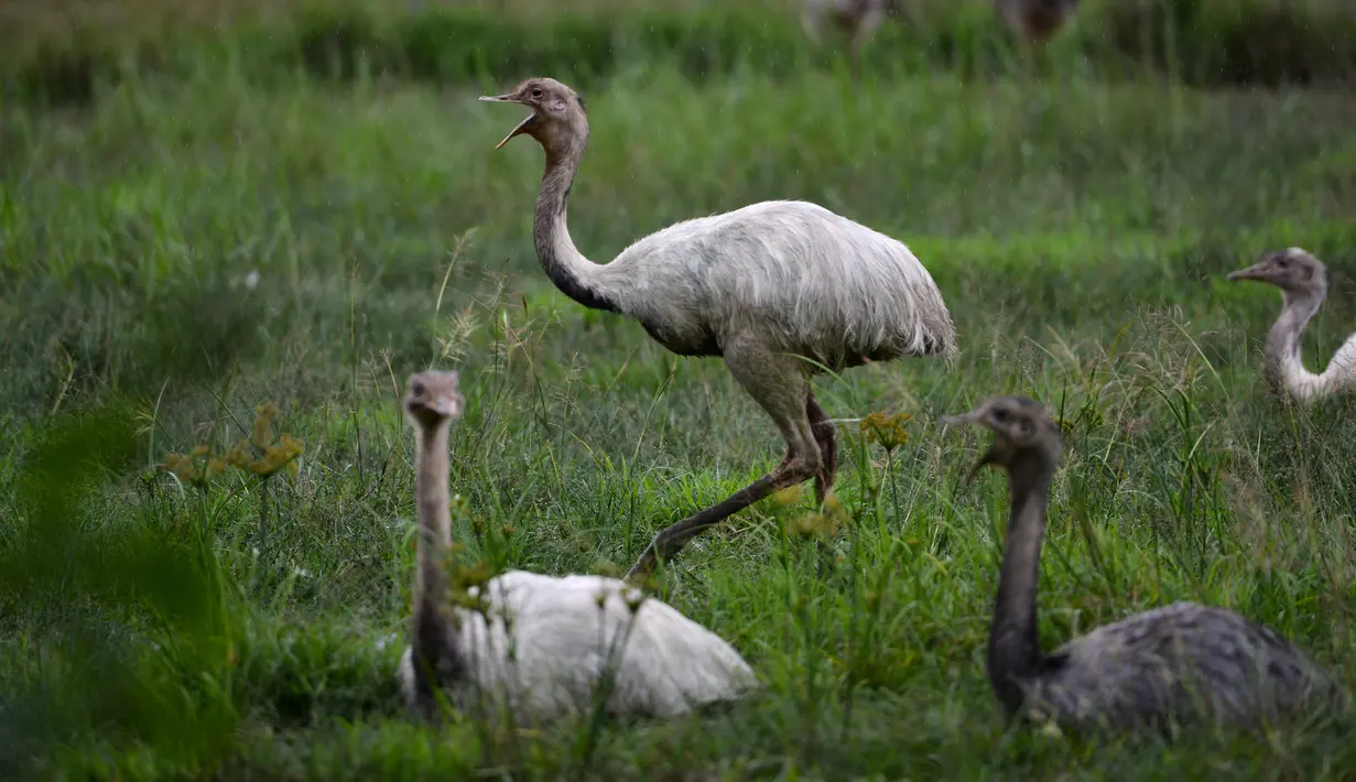 Burung Rhea putih koleksi Taman Safari Gurun Putih Lestari di Jantho, Aceh Besar, Aceh, pada 27 Oktober 2019. Di taman safari pertama yang ada di Aceh ini terdapat ratusan spesies burung dan mamalia dari berbagai daerah di Indonesia maupun mancanegara. (CHAIDEER MAHYUDDIN / AFP)