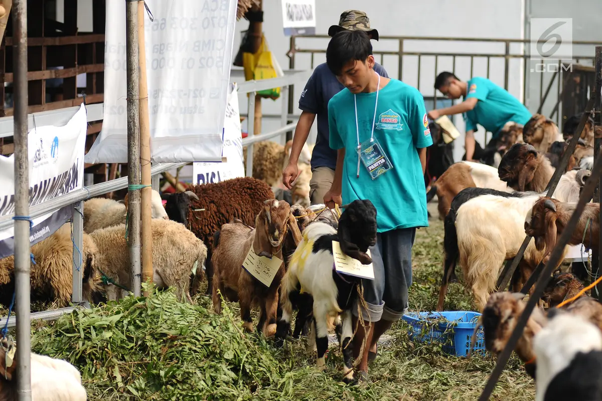 Masjid Al Azhar Potong dan Distribusikan Ratusan Hewan Kurban