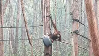 Asap Kebakaran Hutan Kalimantan Buat 21 Orangutan Jatuh Sakit