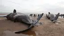 Dua ekor paus sperma tergeletak di atas pasir setelah terdampar di pantai Skegness, Inggris, Senin (25/1). Menurut media setempat, tiga paus sperma ditemukan mati terdampar pada akhir pekan lalu. (REUTERS / Andrew Yates)