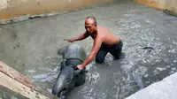 Evakuasi tapir yang masuk ke kolam ikan warga di Pekanbaru. (Liputan6.com/M Syukur)