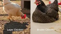 Ayam Petelur vs Ayam Pedaging Mana yang Lebih Gampang Diternak, Ini Penjelasan untuk Pemula
