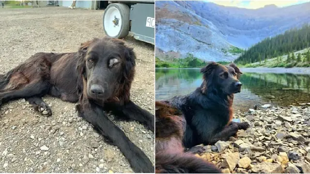 Potret Haru 6 Anjing Sebelum dan Sesudah Diadopsi, Kondisi Jadi Lebih Baik