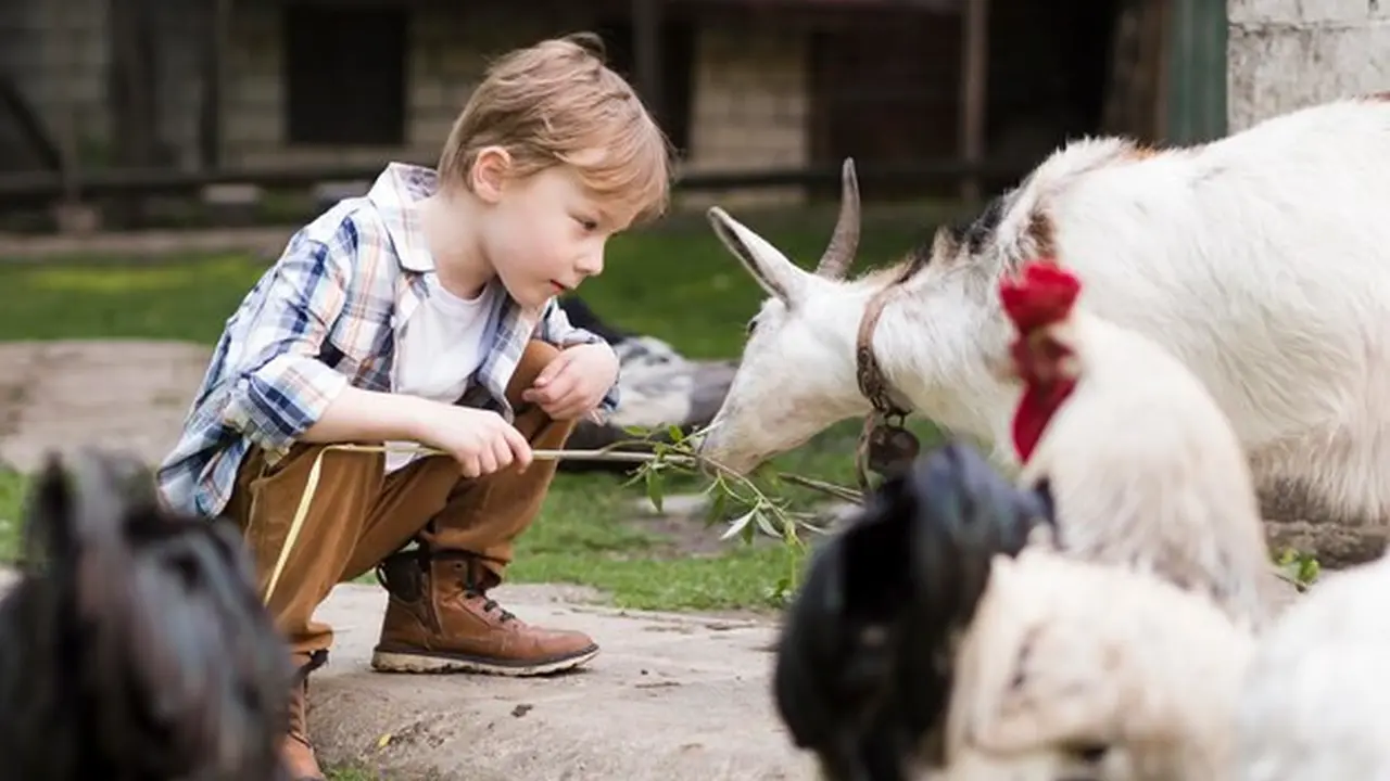 Ilustrasi anak laki-laki memberi makan kambing, ayam