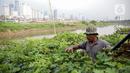 Petani merawat tanaman di bantaran Kali Ciliwung, Petamburan, Jakarta Pusat, Senin (24/5/2021). Kelompok Mandiri Indah Tani sudah enam tahun memanfaatkan lahan bantaran Kali Ciliwung untuk bertani bersama. (Liputan6.com/Faizal Fanani)
