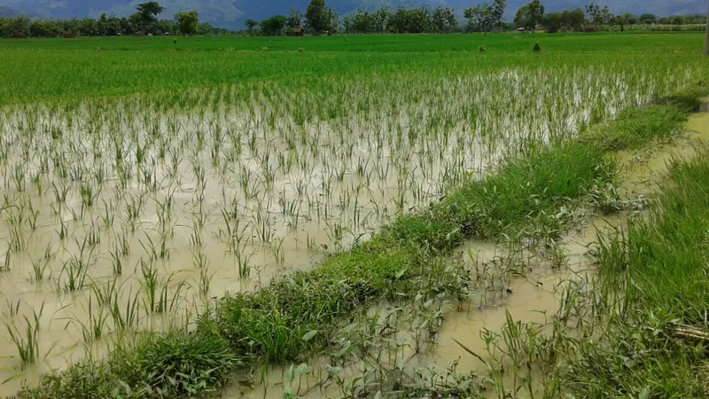 Ilustrasi sawah