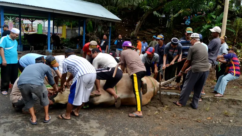 Sempat Berontak Sapi Kurban Jokowi Ditangani 17 Orang