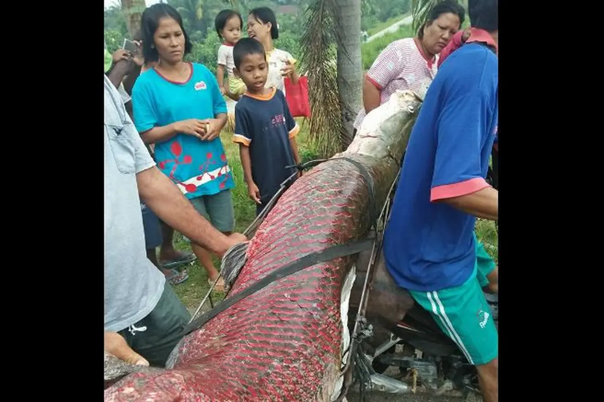 [Bintang] Lebih Heboh dari Ikan Arapaima, Remaja Ini Temukan Ikan Bergigi Mirip Manusia