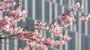 Bunga-bunga dari pohon sakura Jepang yang mekar terlihat di Stadtpark di Wina, Austria (22/3). (AFP Photo/Joe Klamar)