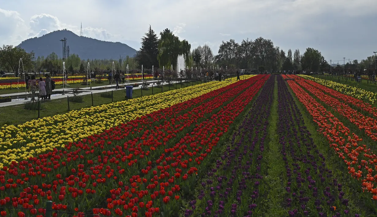 Indira Gandhi Tulip Garden merupakan Taman Tulip seluas 30 ha, dengan 48 varietas bunga tulip, yang menjadi taman tulip terbesar di Asia. (Photo by TAUSEEF MUSTAFA / AFP)