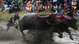 Seorang petani berusaha mengendalikan kerbaunya saat bersaing pada festival lomba balap kerbau di Chonburi, Minggu (16/7). Festival tahunan di Thailand ini merupakan tradisi untuk menyambut datangnya musim panen padi. (LILLIAN SUWANRUMPHA / AFP)