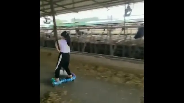 Kasih makan sapi