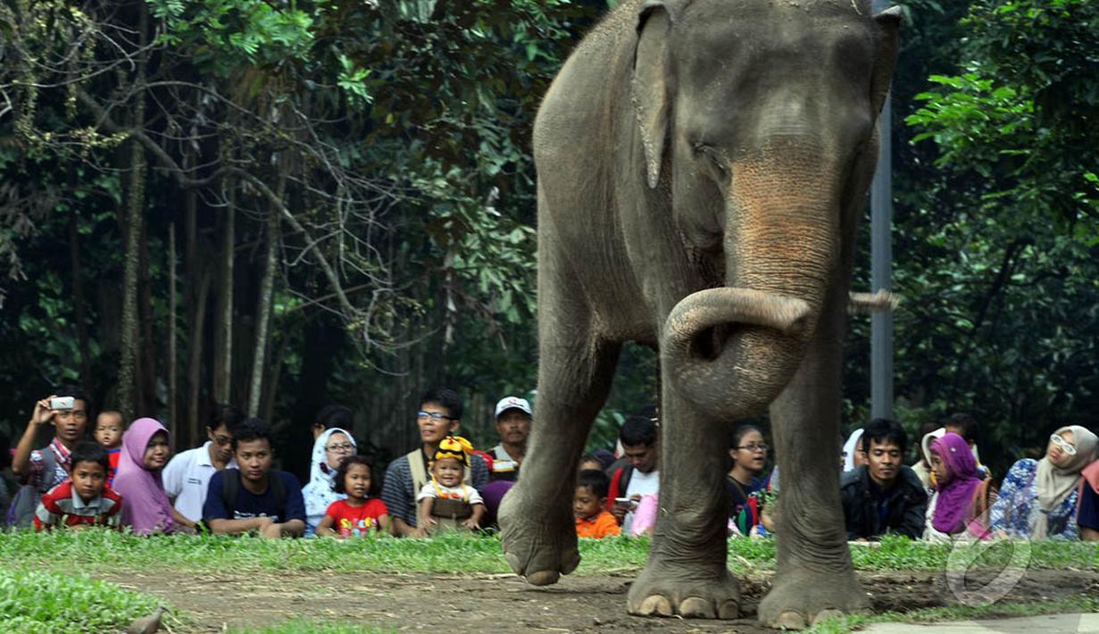 Pengunjung saat melihat satwa gajah di Taman Margasatwa Ragunan (TMR), Jakarta, Kamis (25/12/2014). (Liputan6.com/Miftahul Hayat)