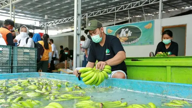 Banyuwangi Genjot Pengembangan Pisang Cavendish Pacu Pendapatan Petani