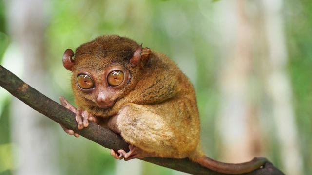 Tarsiers