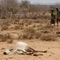 Seekor sapi tergeletak di Bandarero, Kenya, Jumat (3/3). Kenya kini tengah menghadapi kekeringan parah dan krisis pangan. (AP Photo / Ben Curtis)