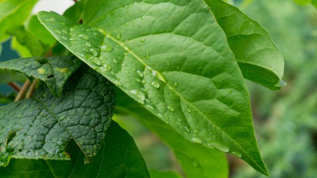 Ilustrasi sirih gading