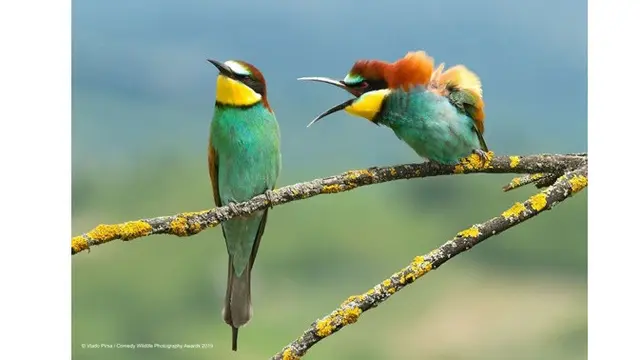 6 Foto Pemenang Comedy Wildlife Photography Awards 2019, Bikin Ngakak