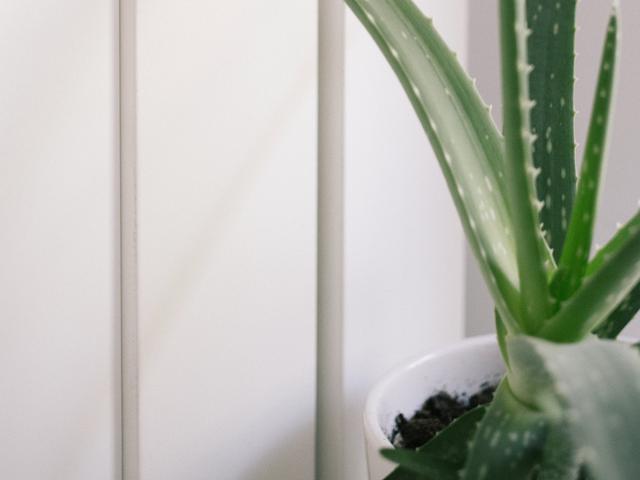 Manfaat Lain Aloe Vera Bisa Untuk Mengatasi Kulit Berminyak Beauty Fimela Com