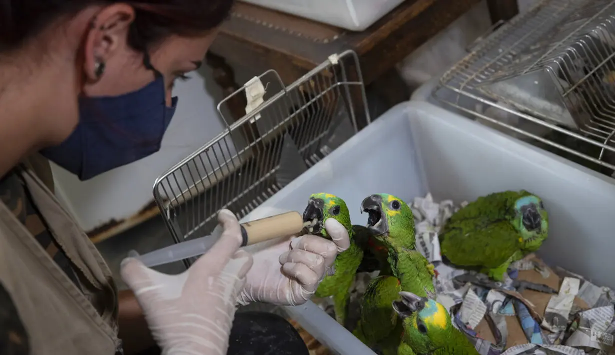 Dokter hewan memberi makan anak burung beo yang ditemukan polisi jalan raya dari bagasi mobil di Jundiai, Brasil, Selasa (20/10/2020). Orang-orang yang ditangkap dengan lebih dari 150 beo dalam bagasi mobil mengatakan mereka menangkapnya di Mato Grosso do Sul untuk dijual. (AP Photo/Andre Penner)